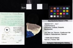 Foto (Objket + Etiketten) von Decapoda indet. 